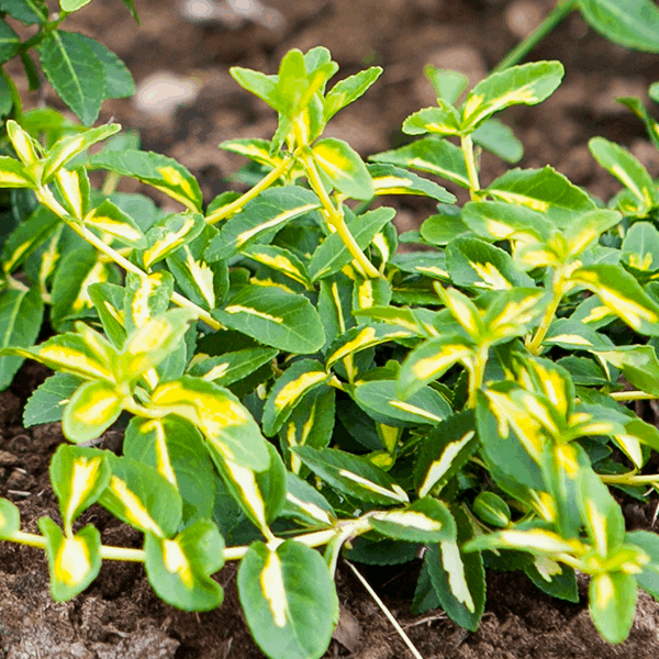 The Euonymus Sunspot, featuring variegated green and yellow leaves, is an eye-catching evergreen shrub ideal for adding elegance to any garden border.