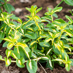 Euonymus Sunspot - Evergreen Bittersweet