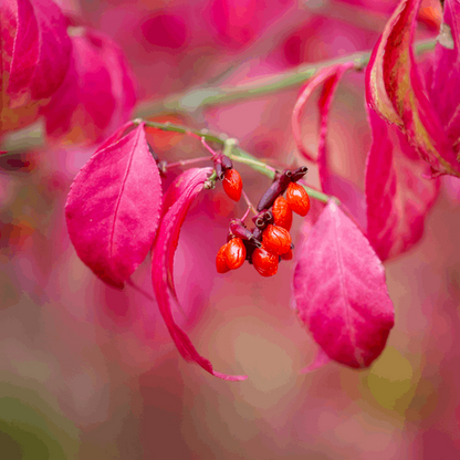 The Euonymus alatus Compactus—Winged Spindle Tree showcases vibrant pink leaves and clusters of striking red berries on its branches, beautifully contrasting against a soft, blurred background, embodying the essence of autumn color.