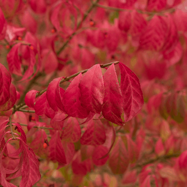 Close-up of vivid red leaves on an Euonymus alatus Compactus (Winged Spindle Tree), with a backdrop of autumn hues and striking fruits gently swaying in the breeze.