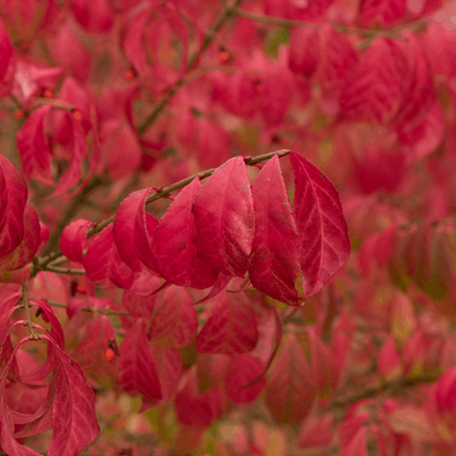 Close-up of vivid red leaves on an Euonymus alatus Compactus (Winged Spindle Tree), with a backdrop of autumn hues and striking fruits gently swaying in the breeze.