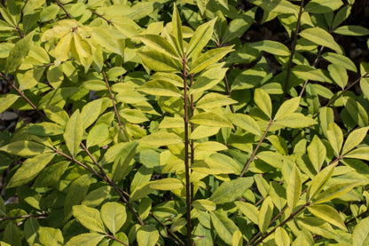 A close-up of Euonymus alatus reveals slender green leaves and dark stems, growing densely. This Winged Spindle Tree adds vibrant autumn color to any setting with its striking fruits.