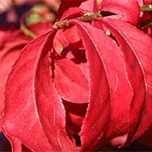 Close-up of vibrant red leaves with a textured surface, curled shape, and overlapping layers, embodying the autumn brilliance of the Euonymus alatus - Winged Spindle Tree.