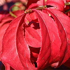 Euonymus alatus - Winged Spindle Tree