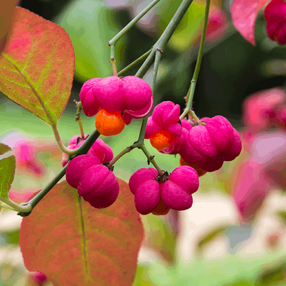 A close-up of vibrant pink and orange spindle berries from the Euonymus europaeus Red Cascade Spindle Tree, accented by green and reddish leaves. These striking fruits hang delicately from thin branches, adding a unique touch to any winter-interest garden.