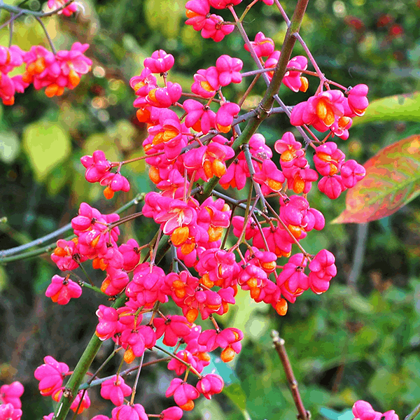 The vivid pink and orange flowers of the Euonymus europaeus Red Cascade - Spindle Tree create a striking contrast against a blurred green foliage backdrop, bringing charm to a winter-interest garden.