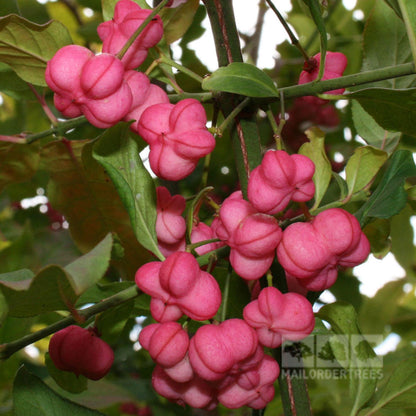 Close-up of vibrant pink, round fruits paired with green leaves on a branch of the Euonymus europaeus - Spindle Tree, Mix and Match edition, making for a stunning addition to any garden.