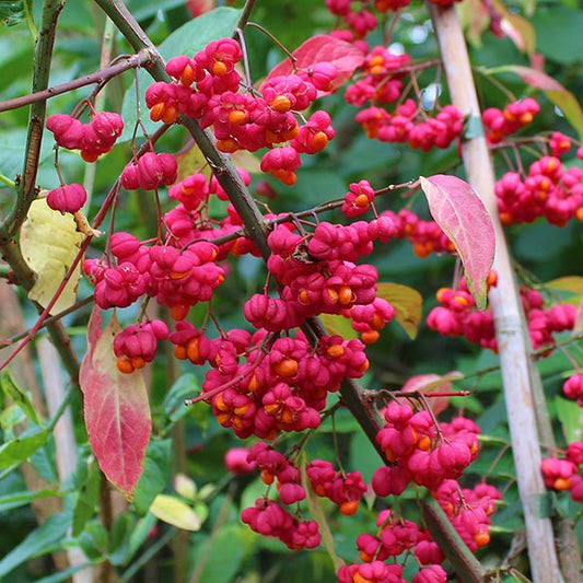 The garden flourishes with branches of Euonymus europaeus - Spindle Tree - Mix and Match, showcasing clusters of bright pink and orange berries amidst lush green leaves.