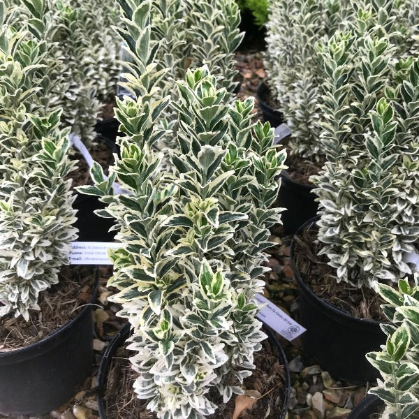 Rows of potted Euonymus japonica White Spire showcase their striking green and white leaves, ideal for creating lush, decorative hedging borders.