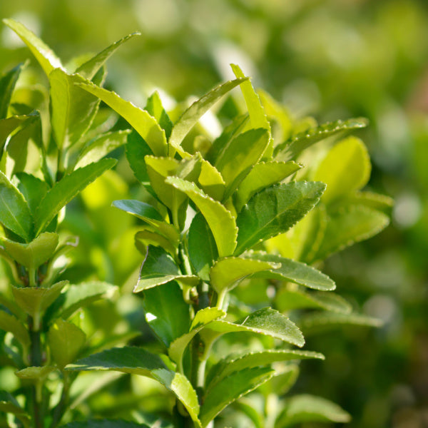 A close-up of vibrant green leaves on a Green Rocket Spindle, Euonymus japonicus Green Spire, with sunlight accentuating their texture and edges, showcases the evergreens natural beauty.