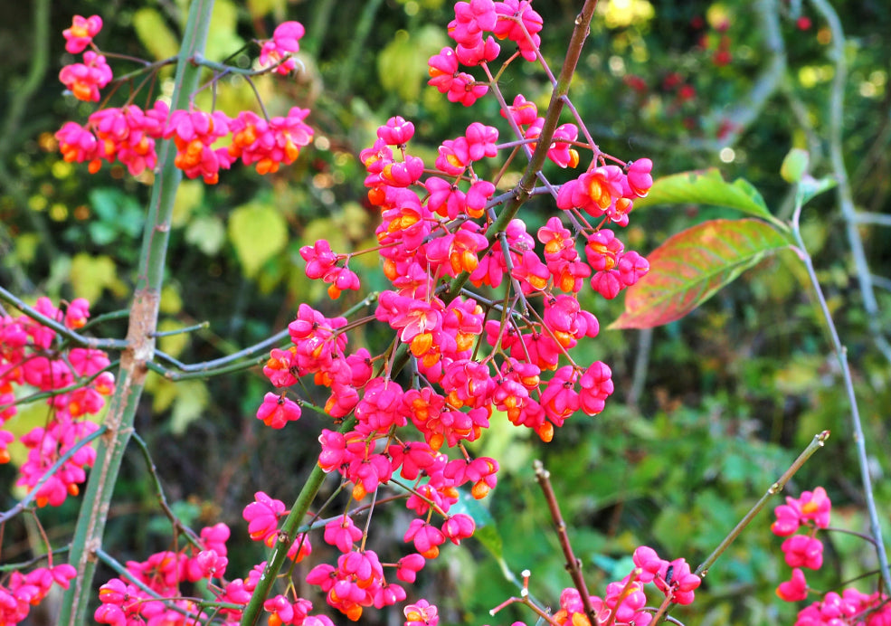 Euonymus: A Versatile Beauty for Every Season.