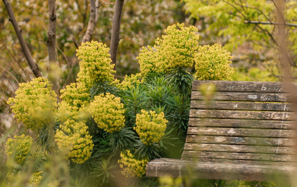 Perfect for Pollinators and Seasonal Interest.