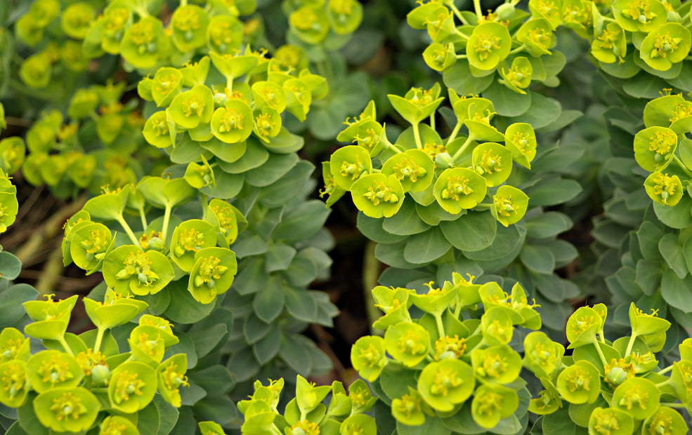 Euphorbia: Sculptural Elegance for Every Border.