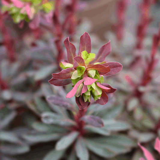 Euphorbia Amygdaloides Purpurea