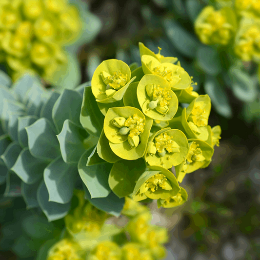 Close-up of the vibrant green and yellow flowers of Euphorbia myrsinites, with its layered leaves arranged in a spiral pattern, highlighting its drought-tolerant appeal as an exquisite ground cover.