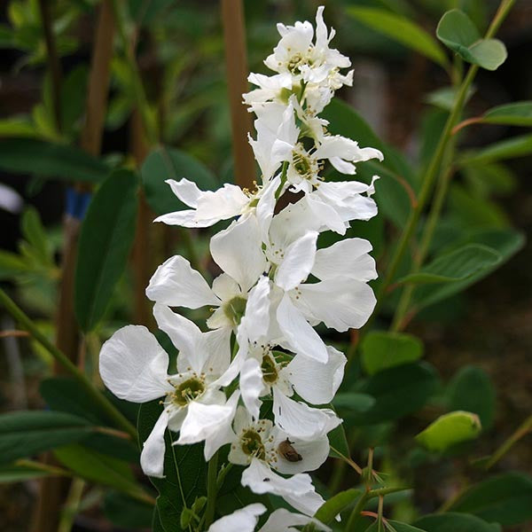 A tall stem of Exochorda macrantha The Bride - Pearl Bush, adorned with white flowers, stands gracefully against lush green leaves, subtly hinting at autumns arrival.