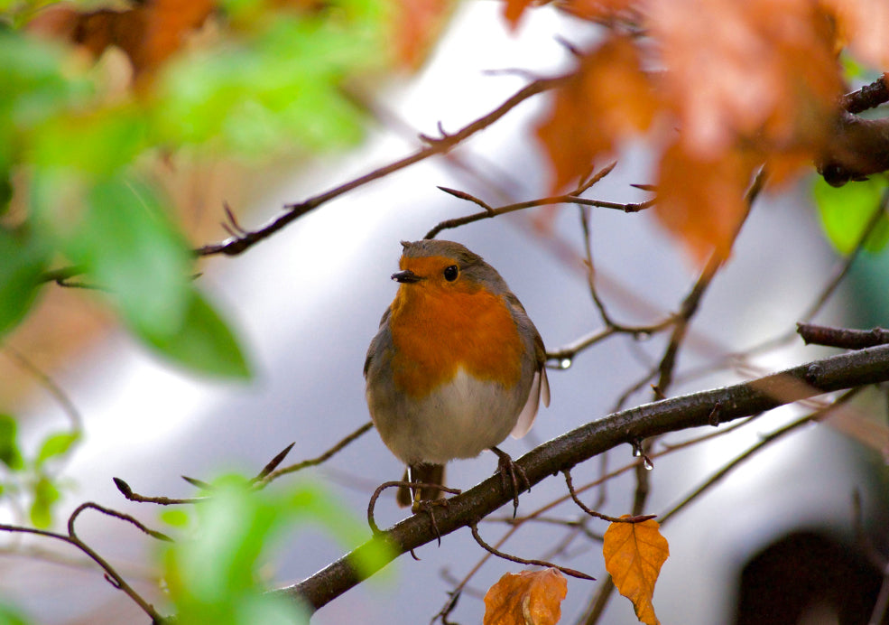 A Friend to Wildlife and a Beautiful Habitat.