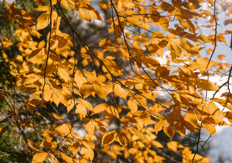 Stunning Seasonal Colour and Rich Foliage.