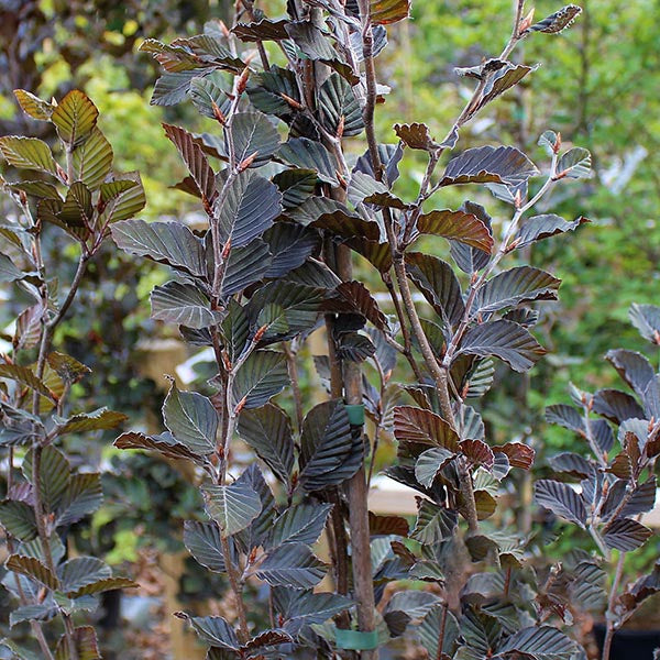 Close-up of a Fagus Dawyck Purple - Purple Upright Beech Tree, highlighting its columnar shape and rich purple leaves supported by visible branches, all set against a softly blurred green backdrop.