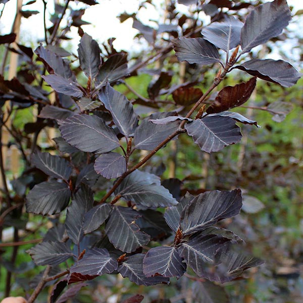 The deep burgundy leaves of a Fagus Riversii - Purple Beech Tree branch, featuring serrated edges and prominent veins, against a softly blurred natural backdrop.