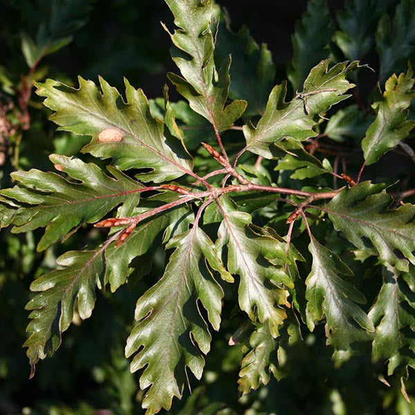 Close-up of deeply cut foliage exhibiting a deep green hue and serrated edges, reminiscent of the Fagus Rohanii. A small beige insect is resting on one of the leaves.