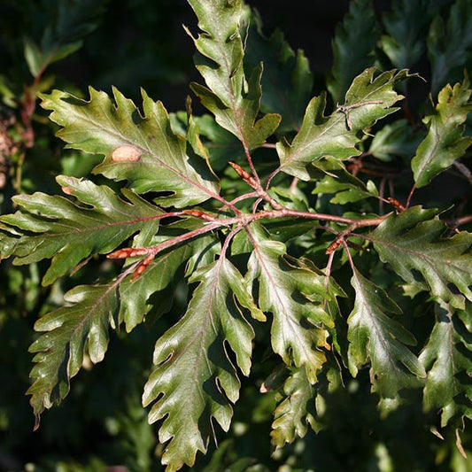 Fagus Rohanii - Fern Leaved Beech