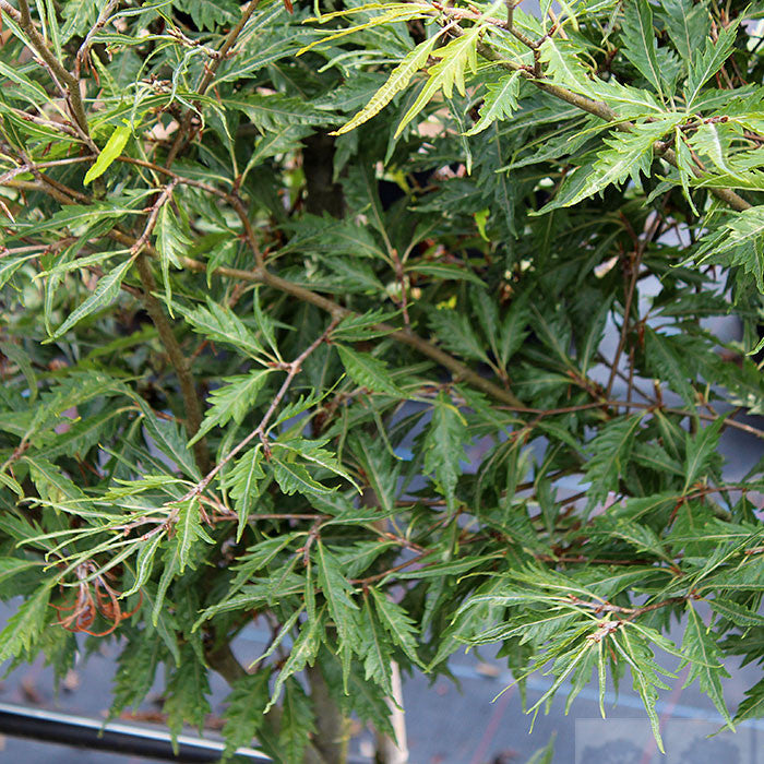 Close-up of the enchanting Fagus sylvatica Asplenifolia - Fern Leaved Beech Tree, showcasing its dense, narrow green leaves and slender branches against a softly blurred backdrop. Its ornamental foliage makes an elegant statement in any setting.