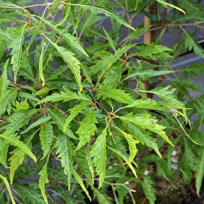 Close-up of lush green serrated leaves on a Fagus sylvatica Asplenifolia - Fern Leaved Beech Tree, showcasing its ornamental foliage with a bushy appearance against a greyish backdrop.