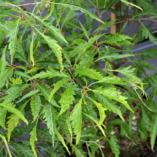 Fagus sylvatica Asplenifolia  - Fern Leaved Beech Tree