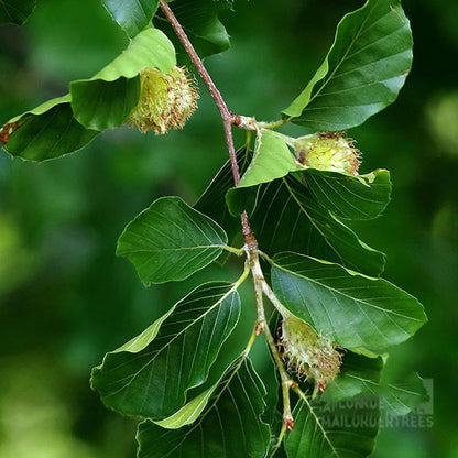 A branch of the resilient Fagus sylvatica - Common Beech Tree, featuring broad green leaves and spiky, spherical seed pods hanging from it.