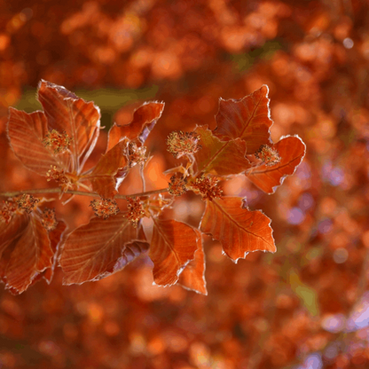 A close-up featuring the vibrant red autumn leaves of the Fagus sylvatica - Common Beech Tree, set against a beautifully blurred background.