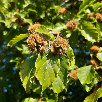 Close-up of green leaves and spiky seed pods basking in sunlight on a Fagus sylvatica - Common Beech Tree, renowned for its durable, hardy hedge qualities.