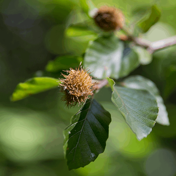 A close-up of a branch from the Fagus sylvatica - Common Beech Tree showcases green leaves and a spiky beech nut against a blurred background, emphasising the resilience of this hardy hedge.