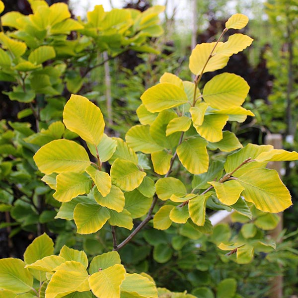 A branch of a Fagus sylvatica 'Dawyck Gold' - Golden Columnar Beech, displaying its broad yellow-green leaves, stands out against a blurred background of foliage—making it an ideal choice for a privacy screen in your landscaping.