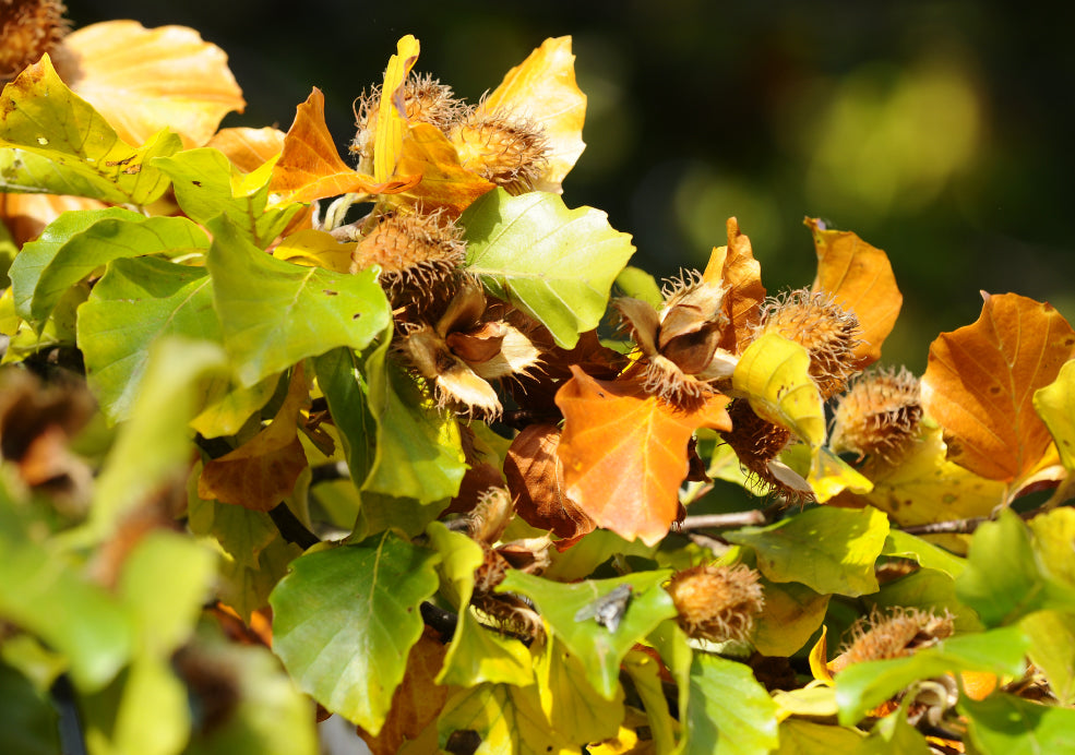 Fagus Trees: Majestic and Timeless.