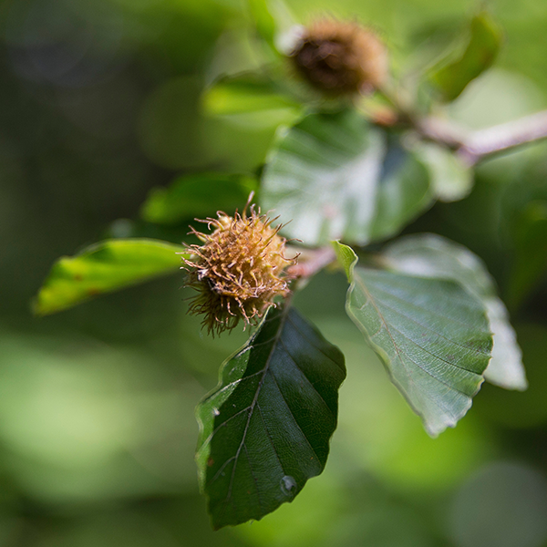 Fagus Sylvatica