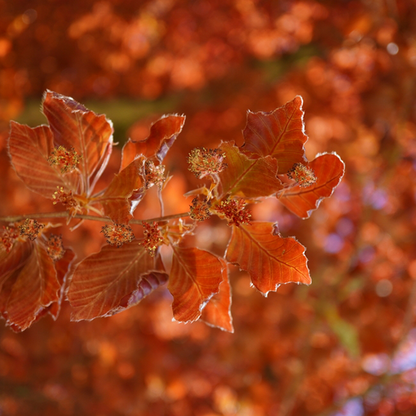 Fagus Sylvatica