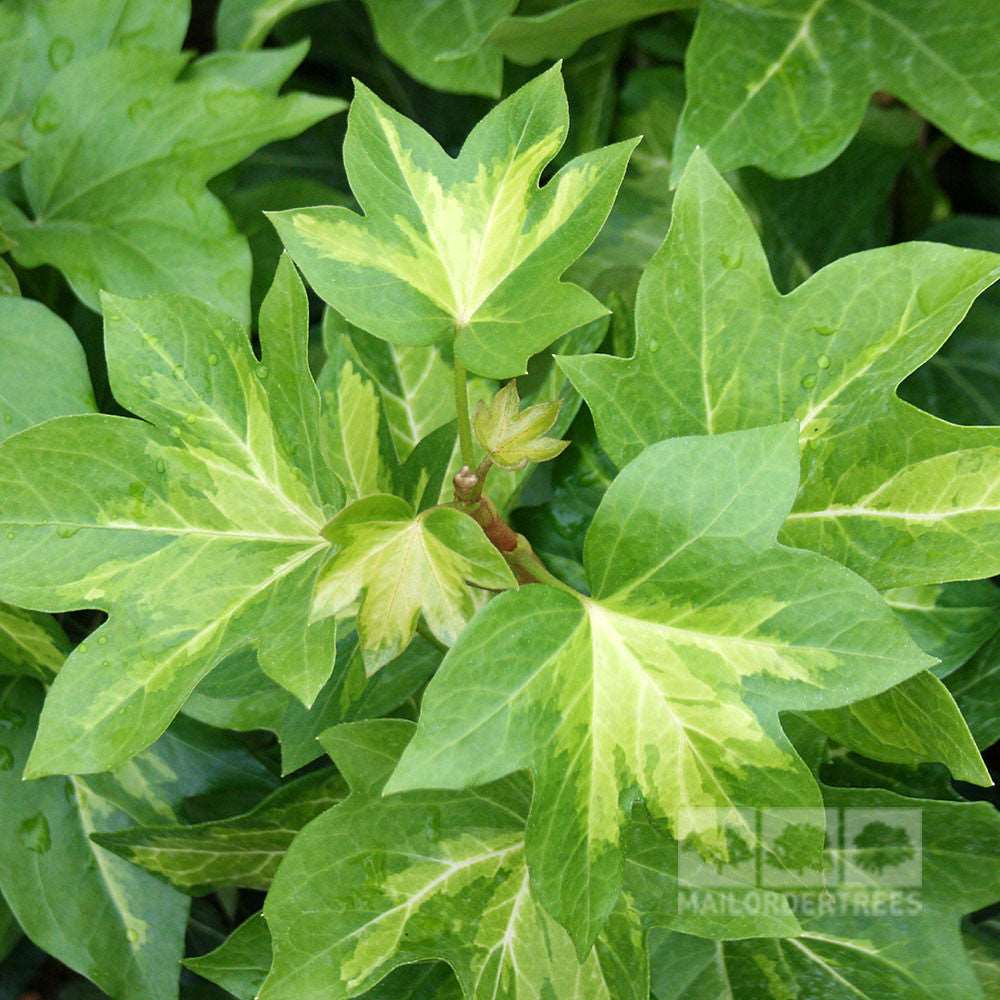 A cluster of green ivy leaves with lighter variegation highlights the fresh growth of the Fatshedera lizei Annemieke, showcasing the beauty of this stunning hybrid Tree Ivy.