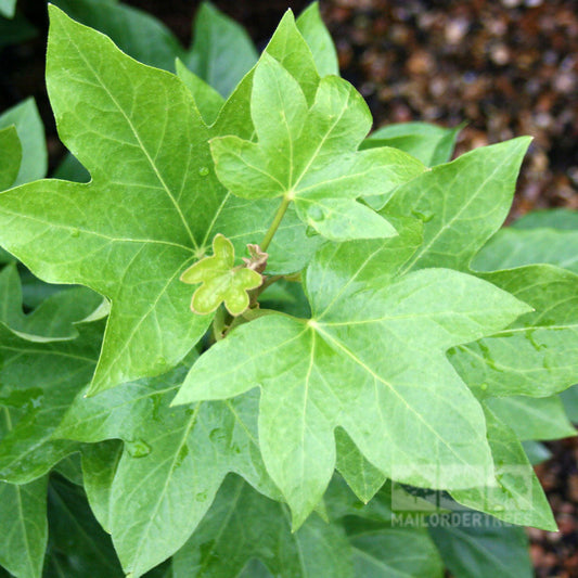 Fatshedera lizei - Tree Ivy