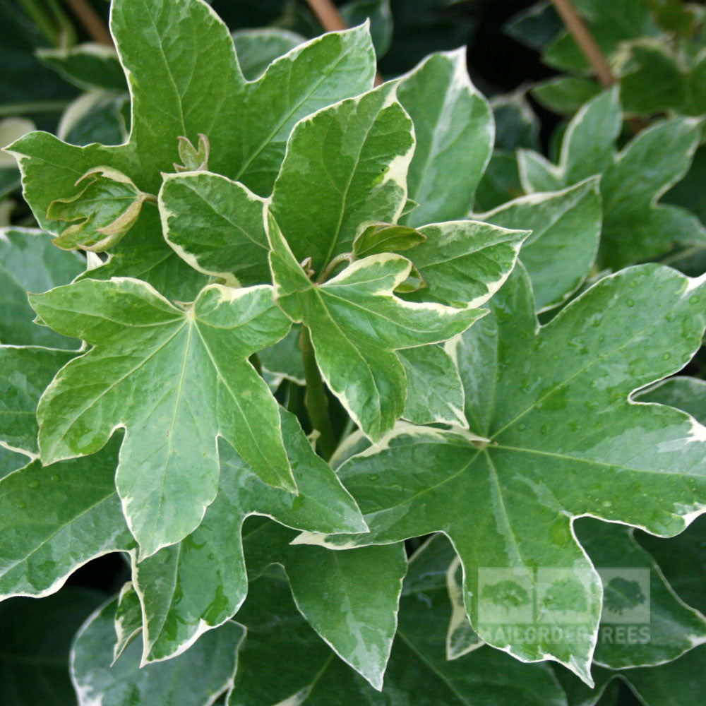 Close-up of green leaves with white edges, highlighting the Fatshedera lizei Variegata—a stunning evergreen climber thats low-maintenance.