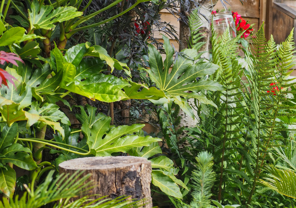 A lush garden with large green leaves, ferns, and red flowers, centered around a rustic wooden stump.