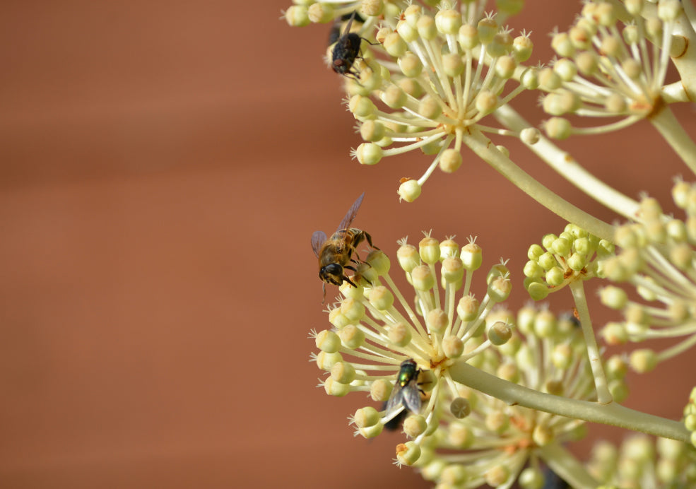 A bee and two flies on a cluster of small cream-colored flowers against a blurred brown background.