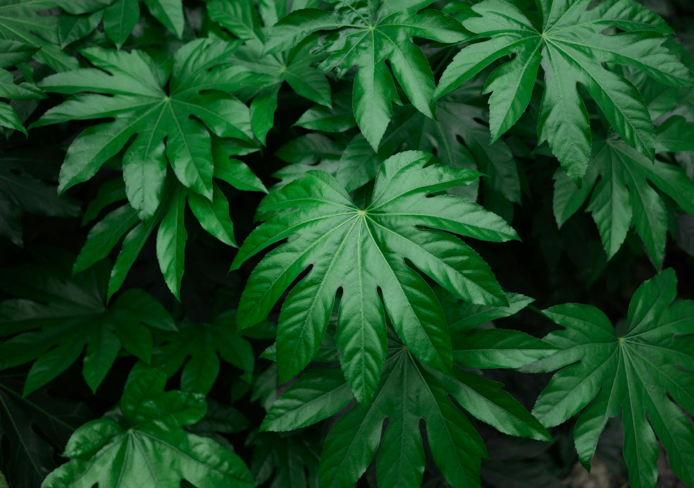 Close-up of lush green leaves with radial patterns, overlapping in a dense arrangement.