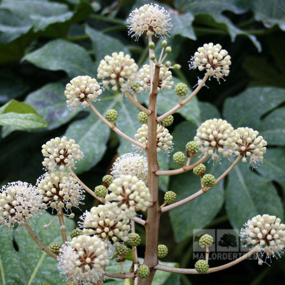 A close-up of Fatsia japonica reveals spherical clusters of small, cream-colored flowers on a stem, contrasted by large, dark green leaves. This exotic-looking evergreen shrub adds a tropical touch to any garden.