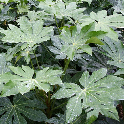 The image features large green leaves with prominent veins of the Fatsia japonica (Japanese Aralia), covered in water droplets.