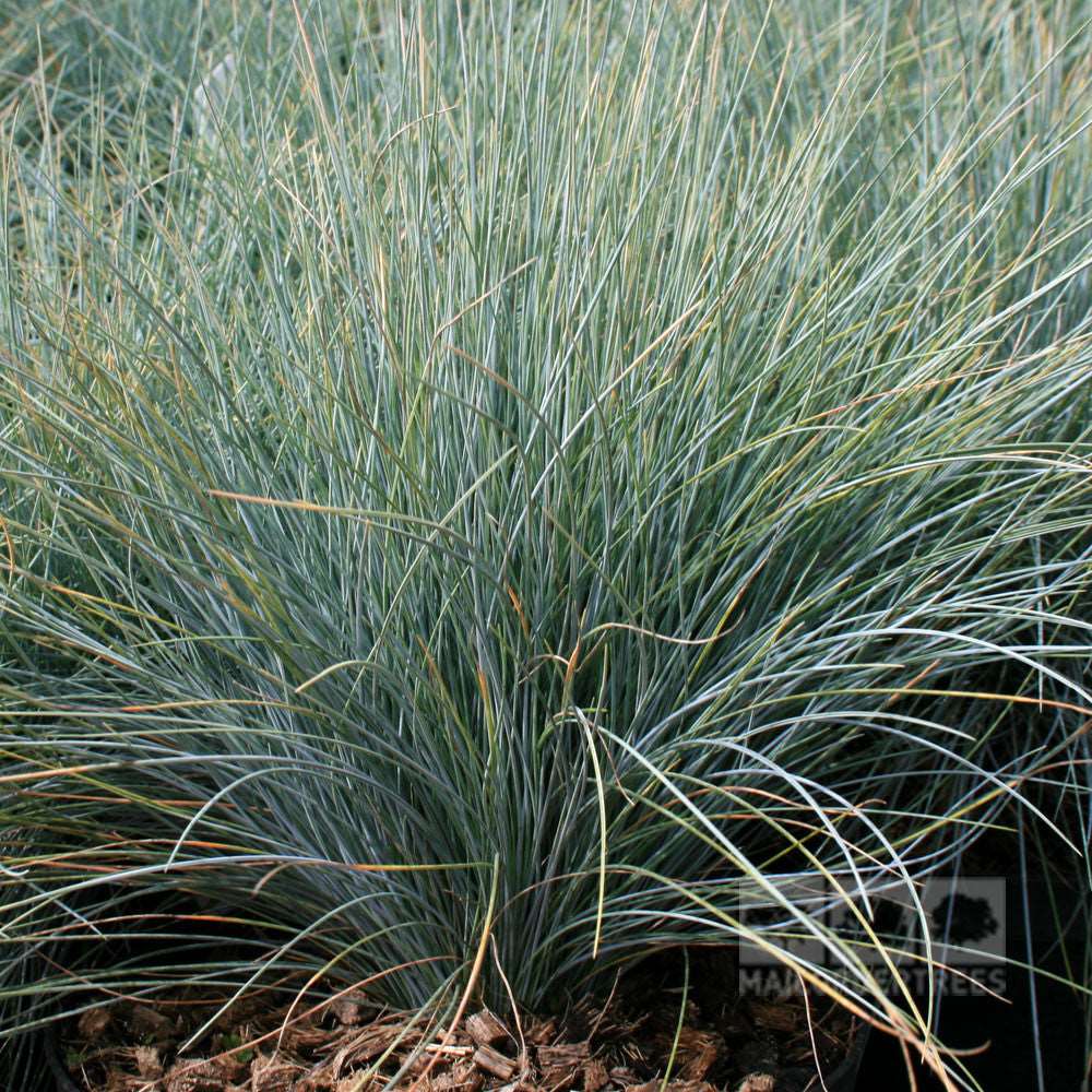 The Festuca Elijah Blue ornamental grass forms a dense cluster with slender, spiky leaves in a striking glaucous blue hue, growing elegantly upward.