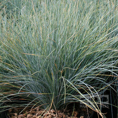 Festuca Elijah Blue - Grass