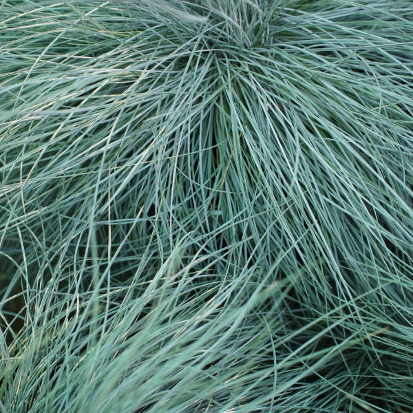 Close-up of lush, wispy green grass blades interwoven in a dense cluster, resembling the elegant beauty of Intense Blue Festuca glauca - Festuca glauca Intense Blue.