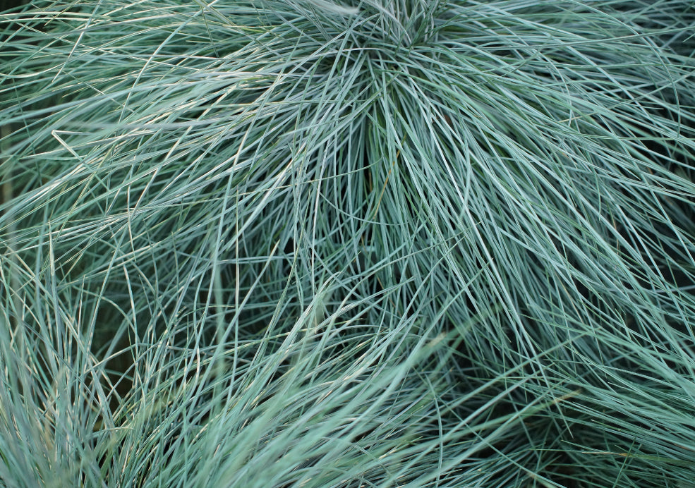 Festuca: A Compact Grass with Distinctive Character.