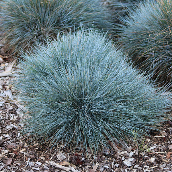 Festuca glauca